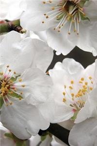 Pretty White Almond Flowers on the Tree in Spring Journal: 150 Page Lined Notebook/Diary