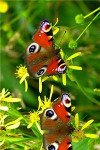 Stunning Pair of Aglais Io European Peacock Butterfly Journal