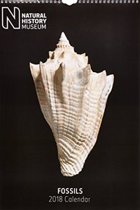 2018 Natural History Museum 2018 'Fossils'