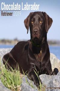 Chocolate Labrador Retriever Calendar 2019