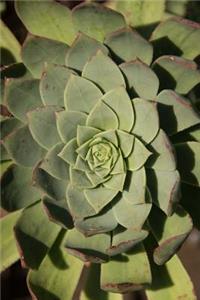 Green Succulent Rosette Journal