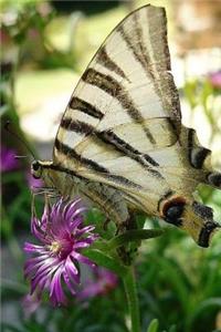 Beautiful Butterfly Notebook