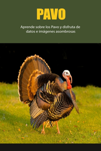 Pavo