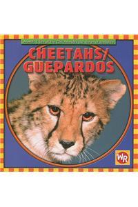 Cheetahs / Guepardos