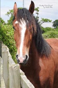 Country Horse Journal
