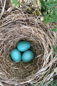 Blue Robin Eggs in a Nest Journal