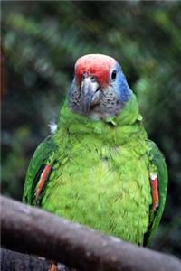 Pretty Bird Parrot Journal