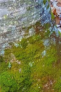 Moss Birch Tree Bark Journal
