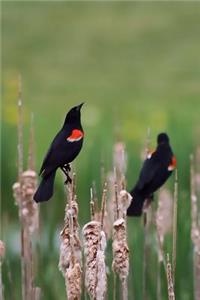 Two Red Winged Blackbirds in the Meadow Journal