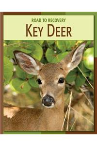 Key Deer