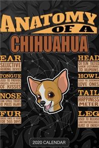Anatomy Of A Chihuahua