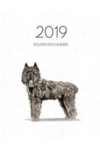 2019 Bouvier Des Flandres