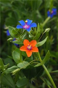 Nice Blue Pimpernel Flowers Journal