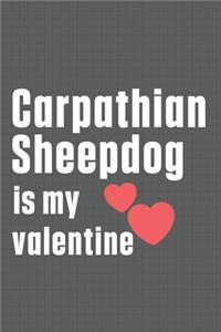 Carpathian Sheepdog is my valentine
