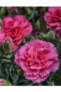 Carnation Gardening Journal
