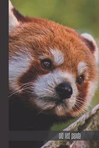 old red panda