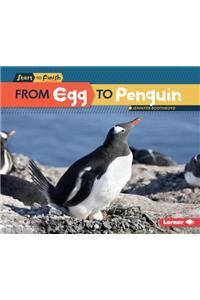 From Egg to Penguin
