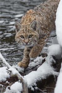 Bobcat on the Prowl Journal