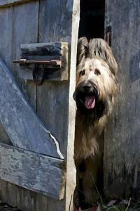 Briard: Artified Pets Journal/Notebook/Diary 160 Pages