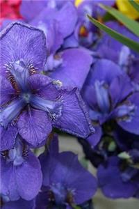 Journal Flowers Pretty Purple Iris
