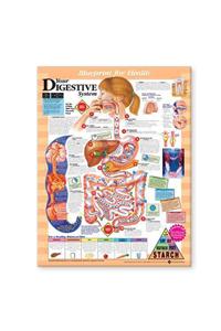 Blueprint for Health Your Digestive System Chart