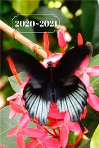 Black & Blue Butterfly on Pink Floral Dated Calendar Planner 2 years To-Do Lists, Tasks, Notes Appointments Planner 2 years To-Do Lists, Tasks, Notes Appointments