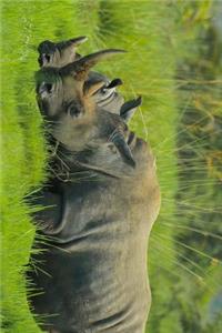 Rhino Pair in Uganda, Africa Journal