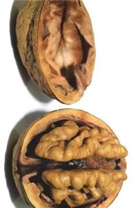 Walnut AKA Brains for Vegetarian Zombie Journal