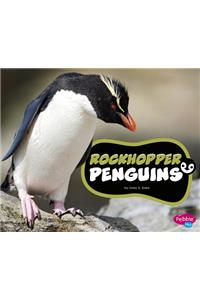 Rockhopper Penguins