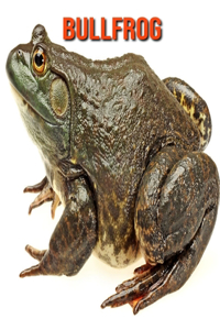 Bullfrog