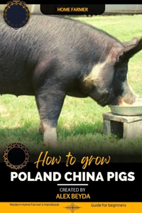Poland China Pigs