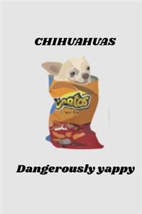 CHIHUAHUAS Dangerously yappy