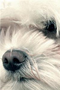 Coton de Tulear Notebook & Journal. Productivity Work Planner & Idea Notepad