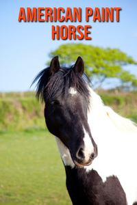American Paint Horse