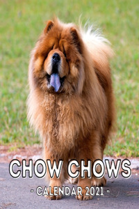 Chow Chows