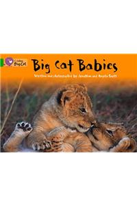 Big Cat Babies Workbook