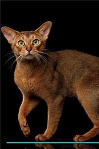 Abyssinian Cat Affirmations Workbook Abyssinian Cat Presents