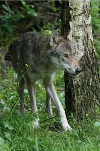 European Wolf Animal Journal