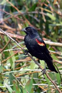 Red Winged Blackbird Journal