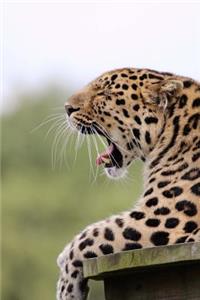 A Sleepy Yawning Leopard Big Cat Journal