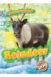 Reindeer