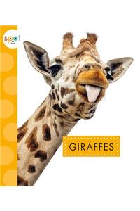 Giraffes