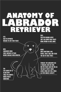 Anatomy of Labrador Retriever