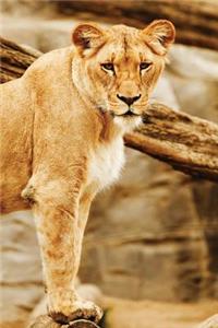 Notebook - Lion