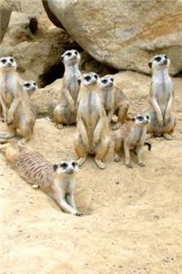 Photogenic Meerkat Family Journal