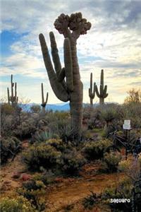 Saguaro