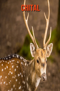 Chital