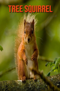 Tree Squirrel