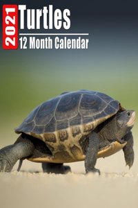 Calendar 2021 Turtles
