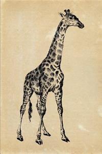 Giraffe Giraffa Camelopardalis